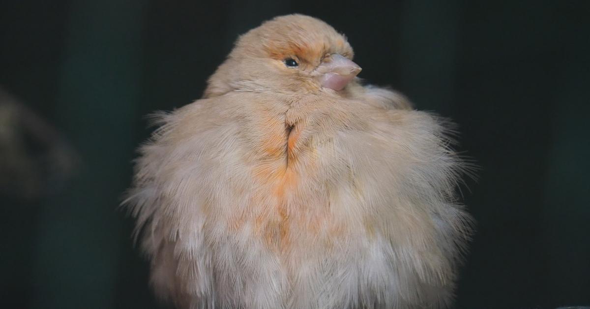 Dynamic image of the Belgian Canary, popularly known in Indonesia as Kenari Belgia.