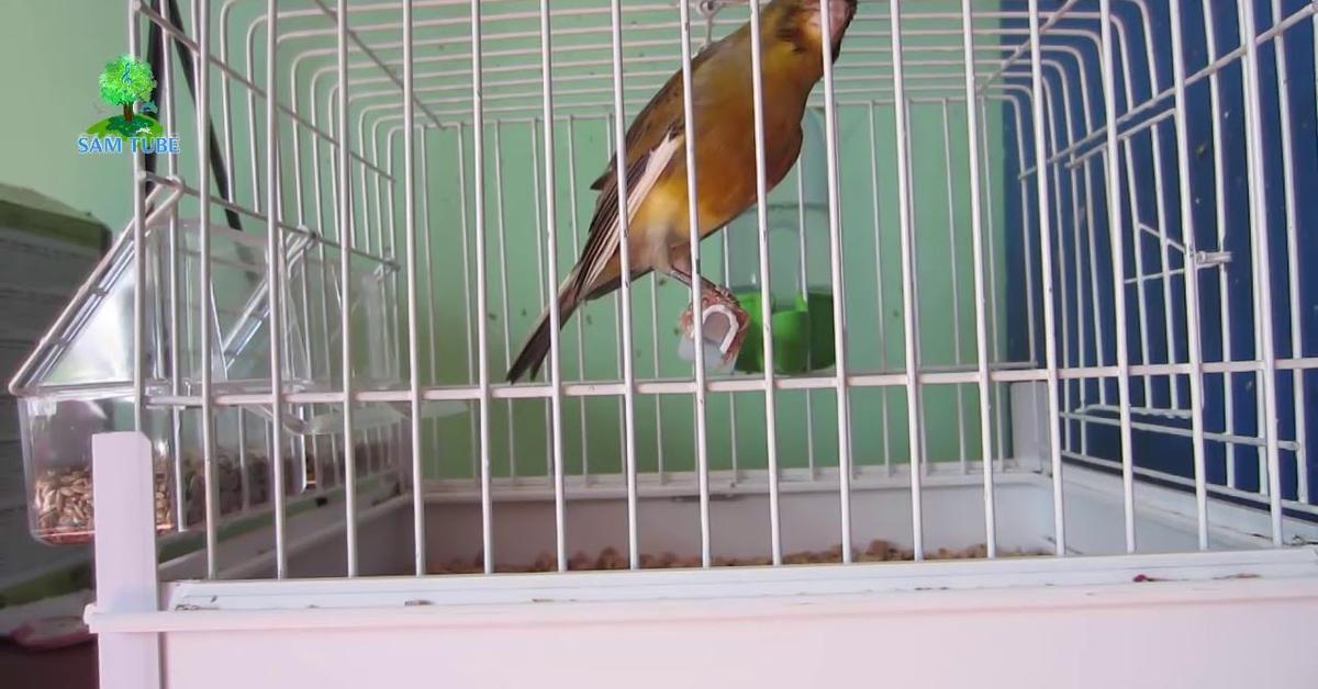 Charming view of the Belgian Canary, in Indonesia referred to as Kenari Belgia.