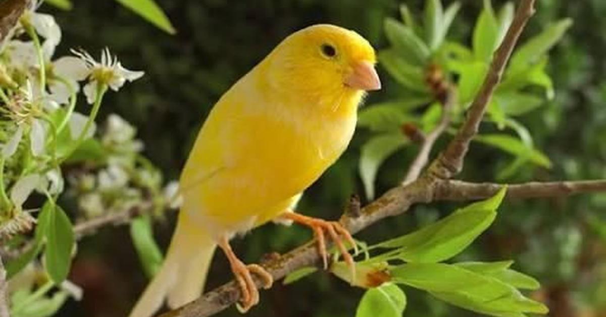 Splendid image of the Belgian Canary, with the scientific name Serinus canaria domestica.