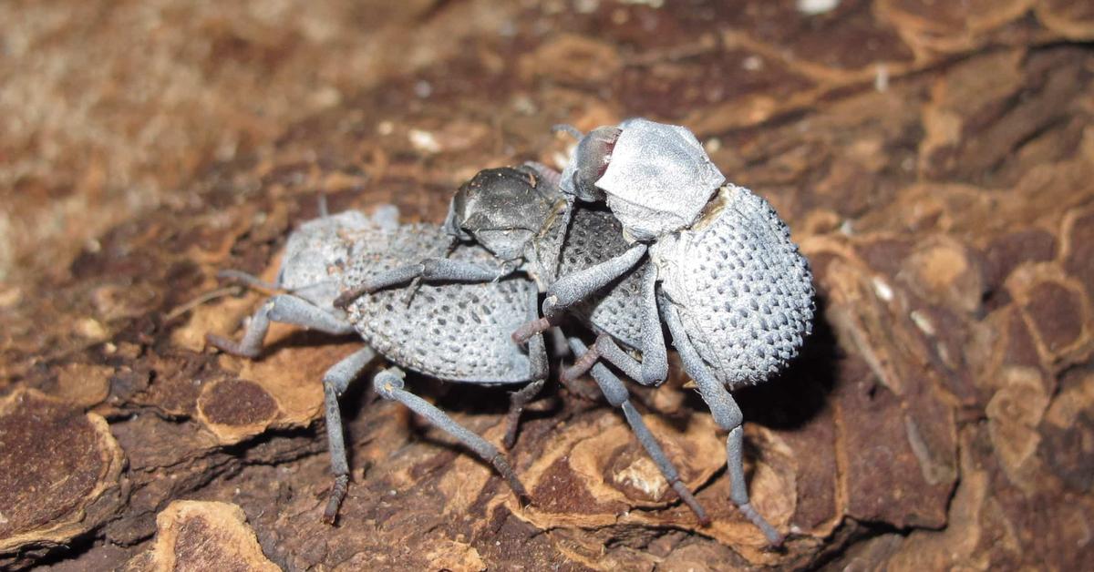 Captured elegance of the Blue Death Feigning Beetle, known in Indonesia as Kumbang Biru Pura-pura Mati.