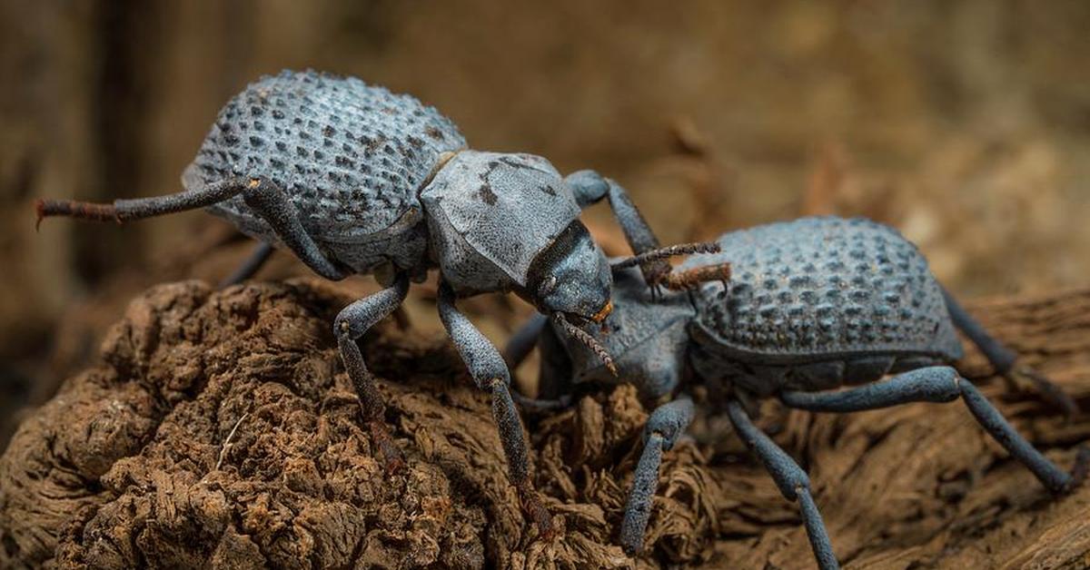 Engaging shot of the Blue Death Feigning Beetle, recognized in Indonesia as Kumbang Biru Pura-pura Mati.