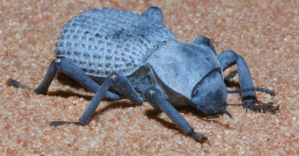 Exquisite image of Blue Death Feigning Beetle, in Indonesia known as Kumbang Biru Pura-pura Mati.