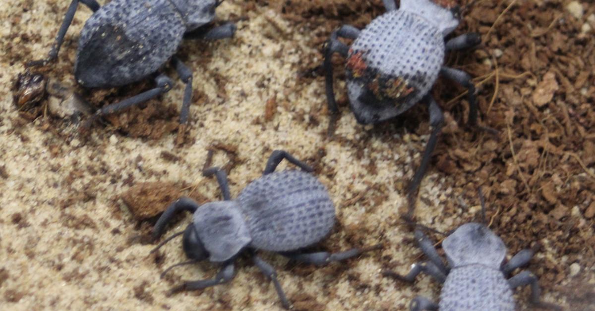 Charming view of the Blue Death Feigning Beetle, in Indonesia referred to as Kumbang Biru Pura-pura Mati.