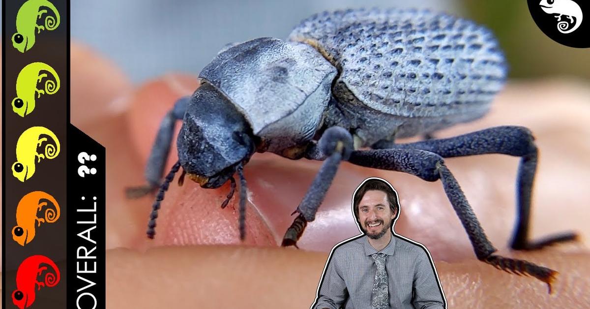 Glimpse of the Blue Death Feigning Beetle, known in the scientific community as Asbolus verrucosus.