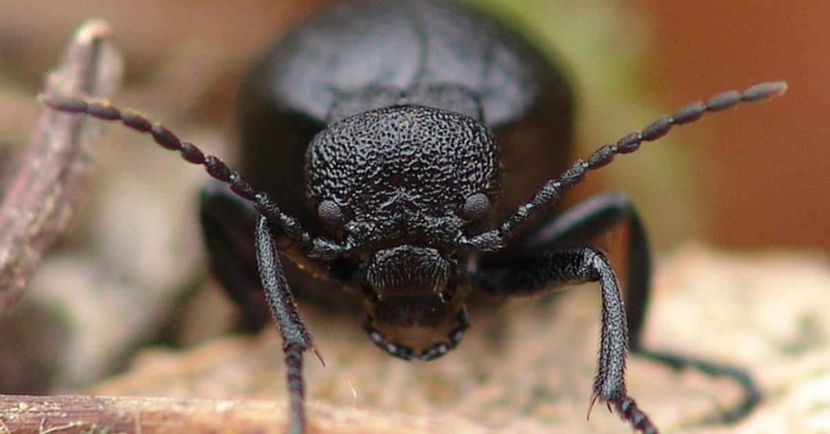 Image showcasing the Blister Beetle, known in Indonesia as Kumbang Berbintik.