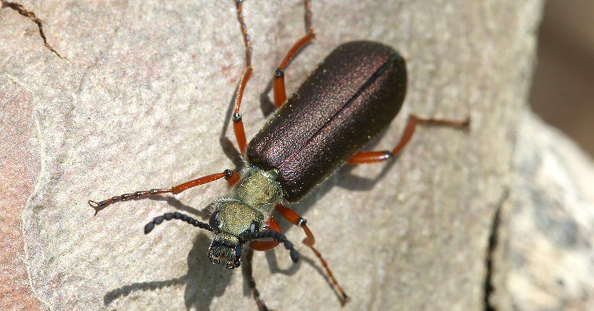 Captivating presence of the Blister Beetle, a species called Meloidae.