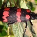 Detailed shot of the Blister Beetle, or Meloidae, in its natural setting.