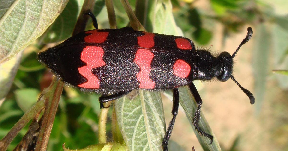 Detailed shot of the Blister Beetle, or Meloidae, in its natural setting.