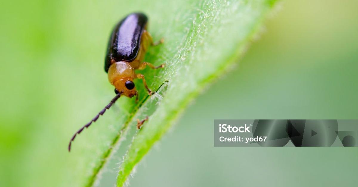 Glimpse of the Blister Beetle, known in the scientific community as Meloidae.