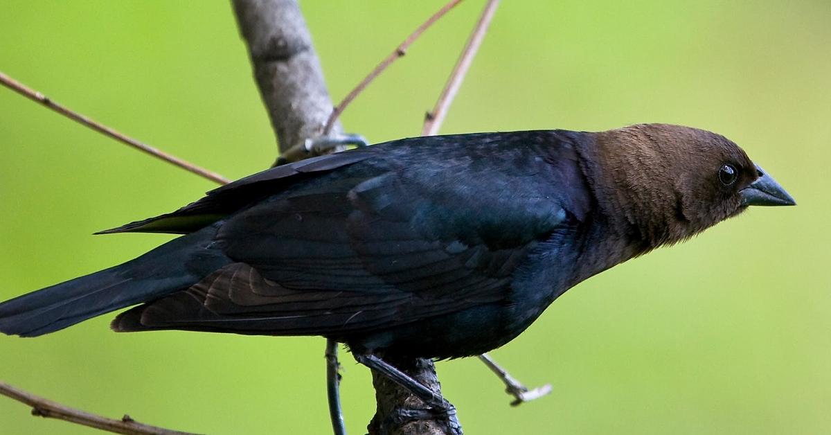 Image of the Brown Headed Cowbird (Molothrus ater), popular in Indonesia as Burung Sulingan Kepala Coklat.