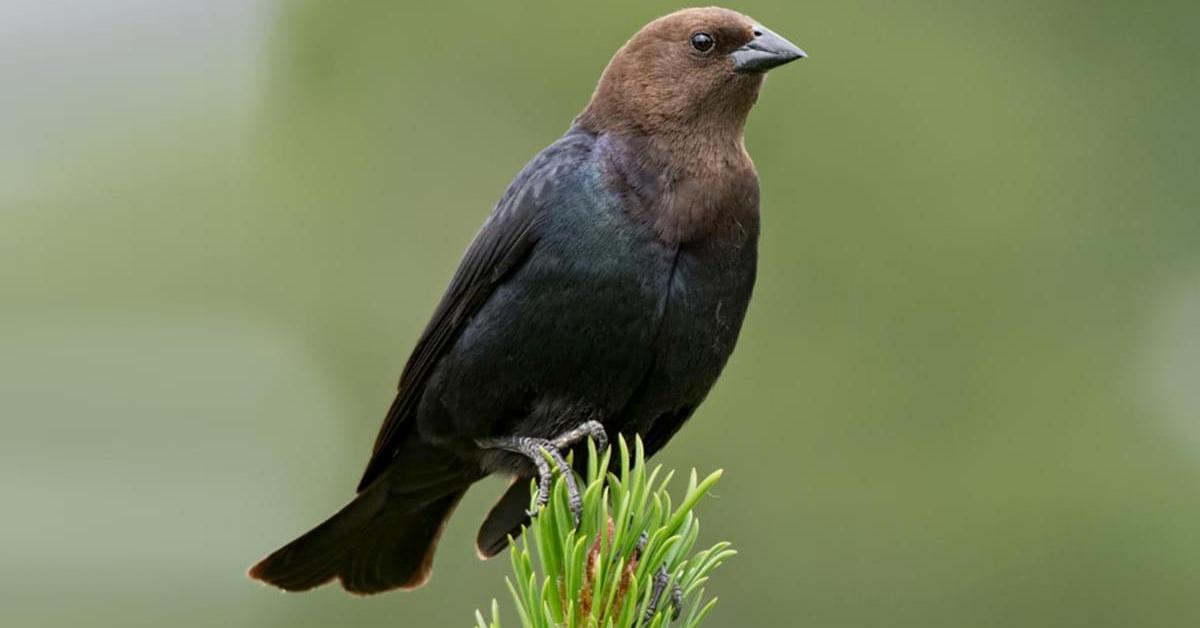 Image of the Brown Headed Cowbird (Molothrus ater), popular in Indonesia as Burung Sulingan Kepala Coklat.