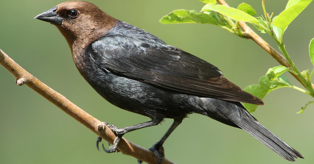 Dynamic image of the Brown Headed Cowbird, popularly known in Indonesia as Burung Sulingan Kepala Coklat.