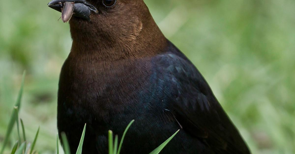 The alluring Brown Headed Cowbird, commonly referred to as Burung Sulingan Kepala Coklat in Bahasa Indonesia.