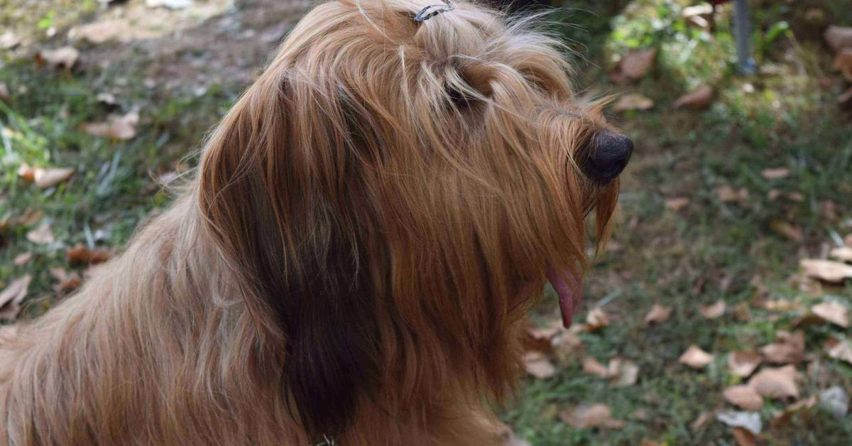 Charming view of the Briard, in Indonesia referred to as Anjing Briard.