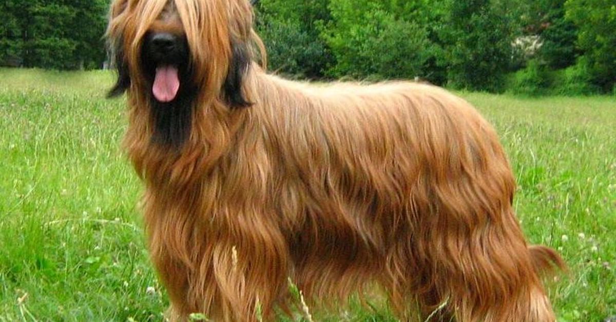 The Briard in its natural beauty, locally called Anjing Briard.