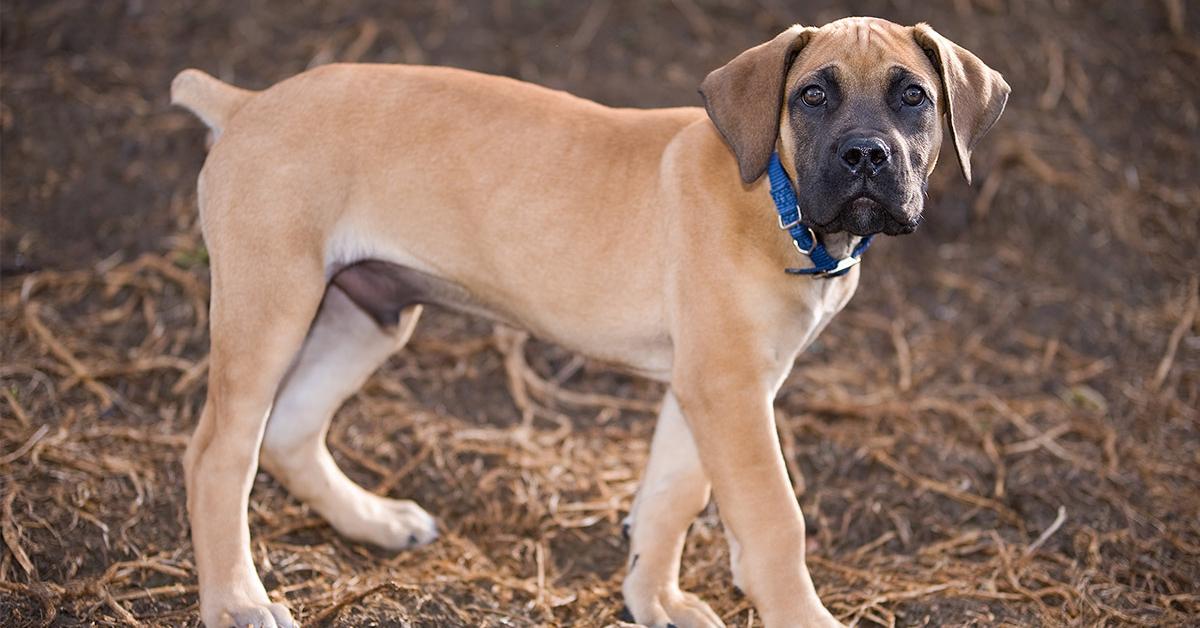 Portrait of a Boerboel, a creature known scientifically as Canis lupus.