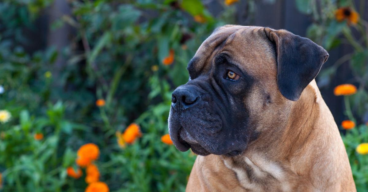 Portrait of a Boerboel, a creature known scientifically as Canis lupus.