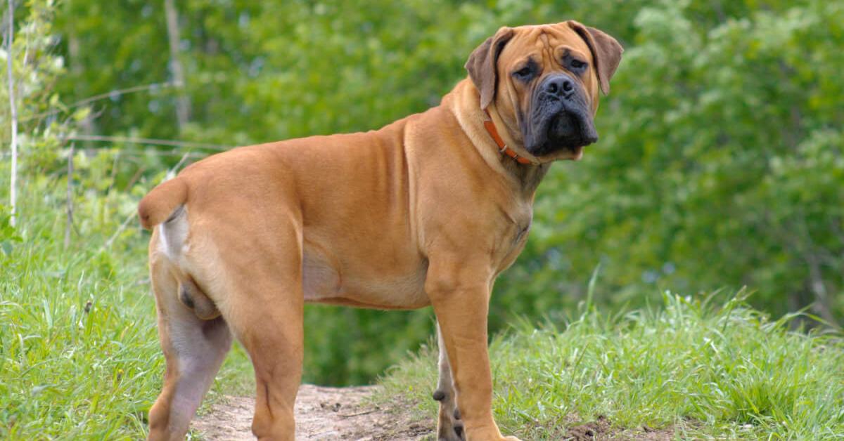 Stunning depiction of Boerboel, also referred to as Canis lupus.