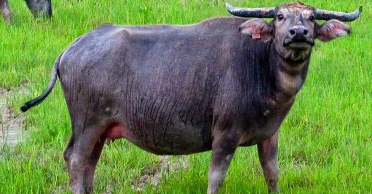 Photogenic Buffalo Fish, scientifically referred to as Species dependent.