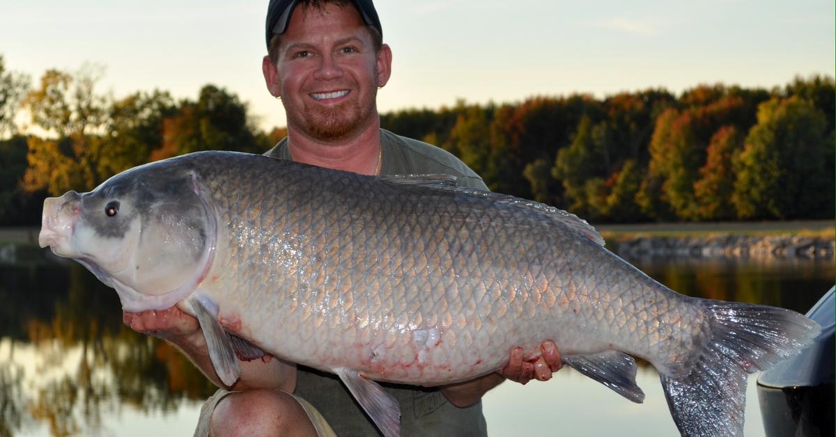 Photogenic Buffalo Fish, scientifically referred to as Species dependent.