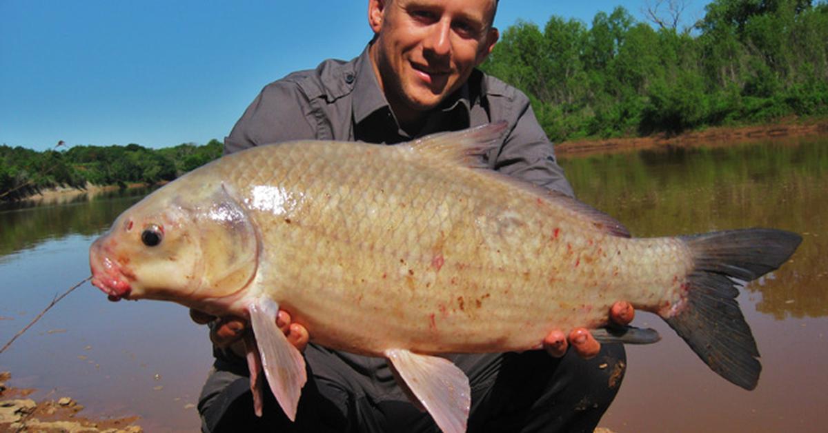 Insightful look at the Buffalo Fish, known to Indonesians as Ikan Kerbau.