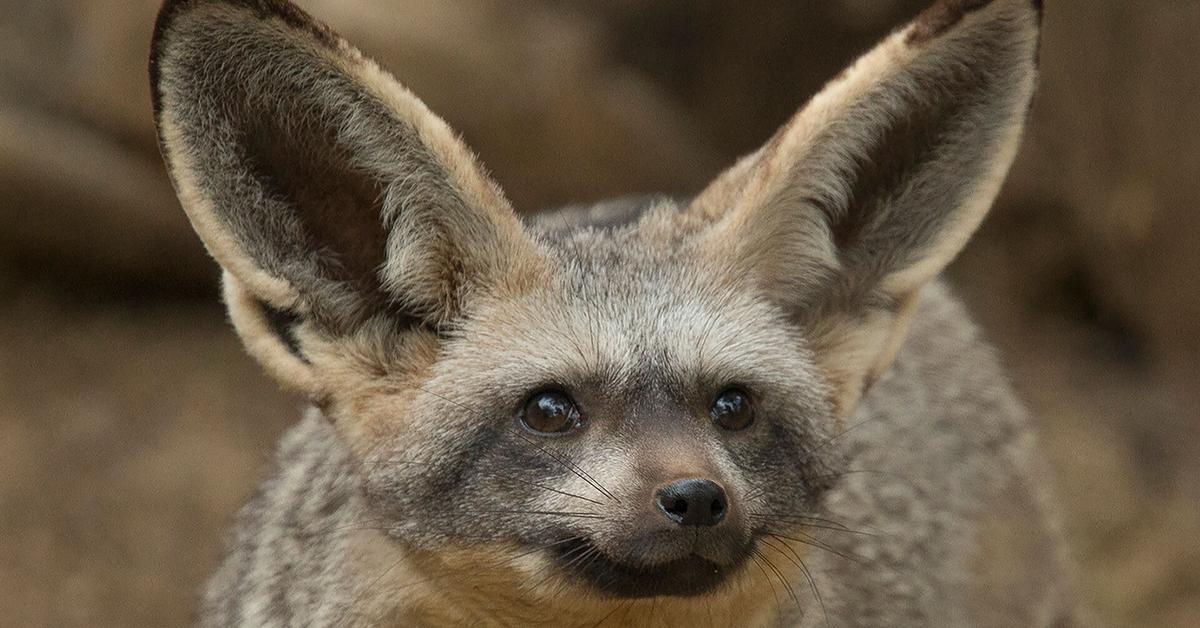 Stunning image of the Bat-Eared Fox (Otocyon megalotis), a wonder in the animal kingdom.