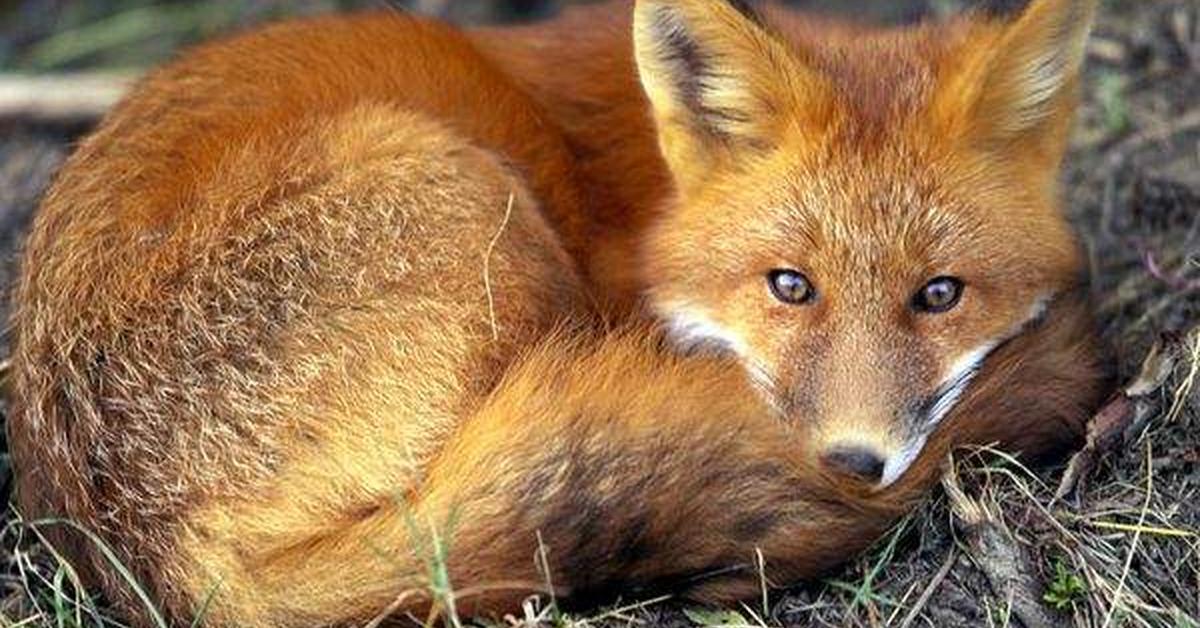 Striking appearance of the Bat-Eared Fox, known in scientific circles as Otocyon megalotis.