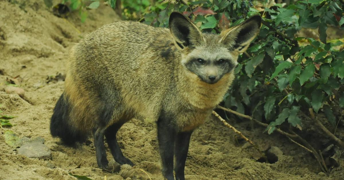 Iconic view of the Bat-Eared Fox, or Otocyon megalotis, in its habitat.