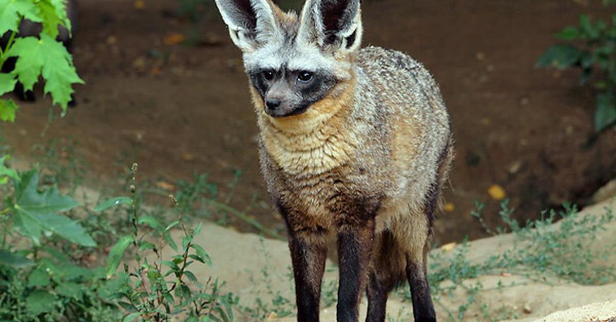 Charming view of the Bat-Eared Fox, in Indonesia referred to as Rubah Berkedut Telinga.