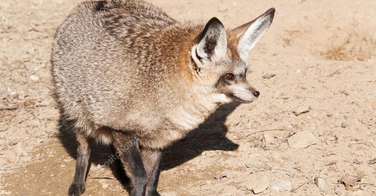 The majestic Bat-Eared Fox, also called Rubah Berkedut Telinga in Indonesia, in its glory.