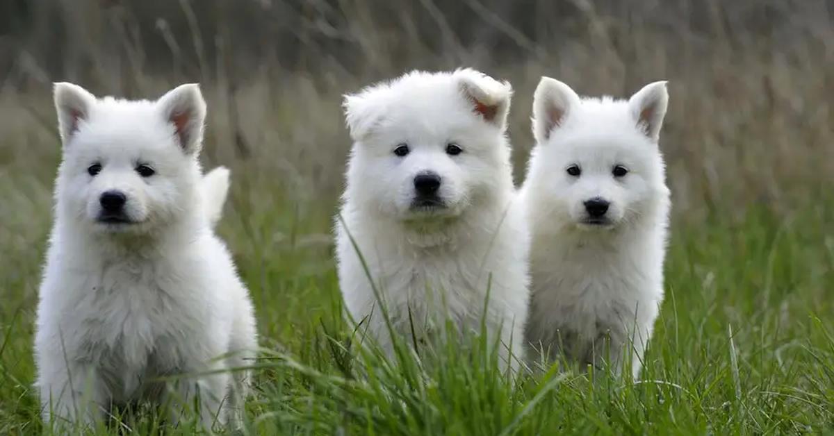 The Berger Blanc Suisse, a beautiful species also known as Anjing Berger Blanc Suisse in Bahasa Indonesia.