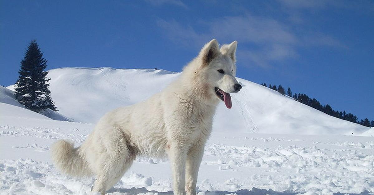 Close-up view of the Berger Blanc Suisse, known as Anjing Berger Blanc Suisse in Indonesian.