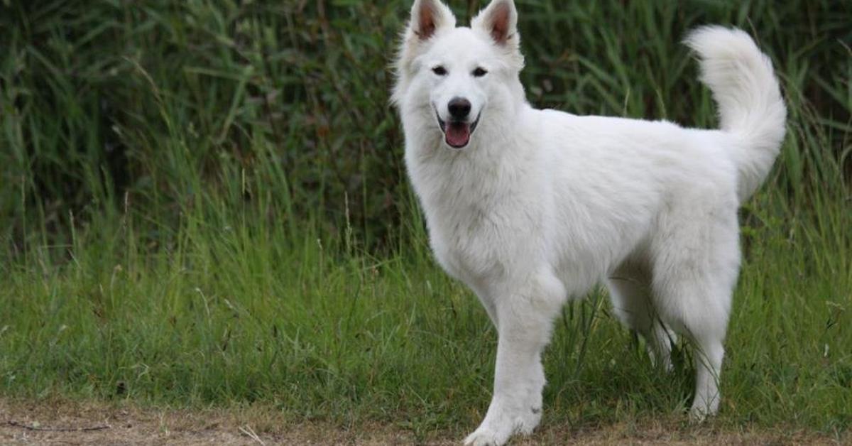 The alluring Berger Blanc Suisse, commonly referred to as Anjing Berger Blanc Suisse in Bahasa Indonesia.