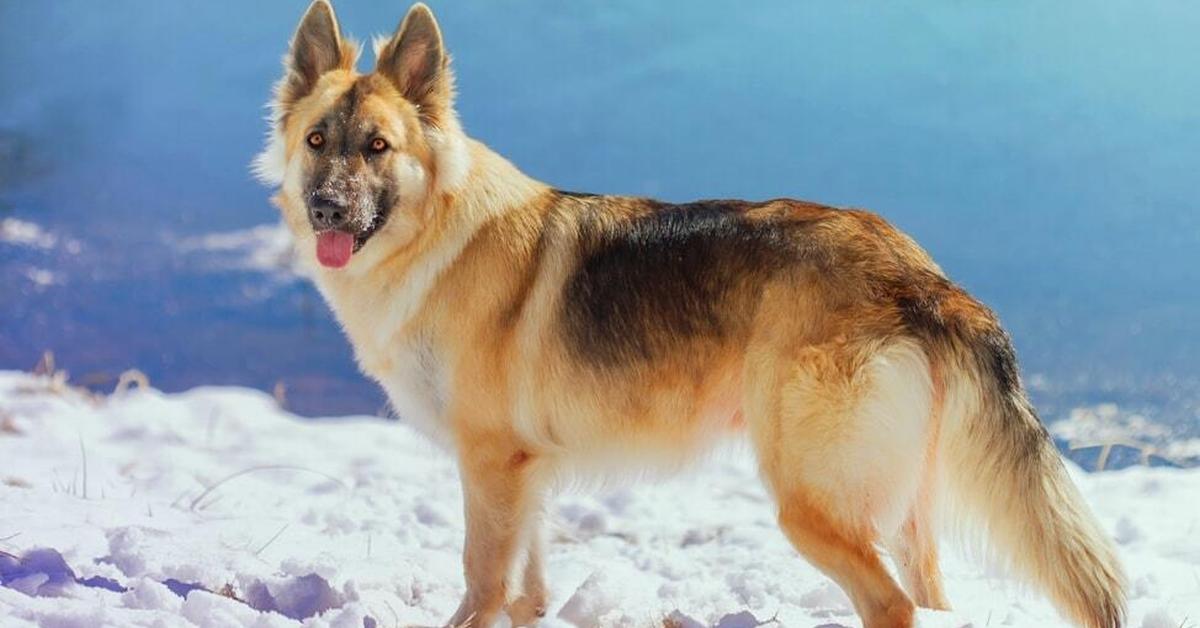 Dynamic image of the Berger Blanc Suisse, popularly known in Indonesia as Anjing Berger Blanc Suisse.