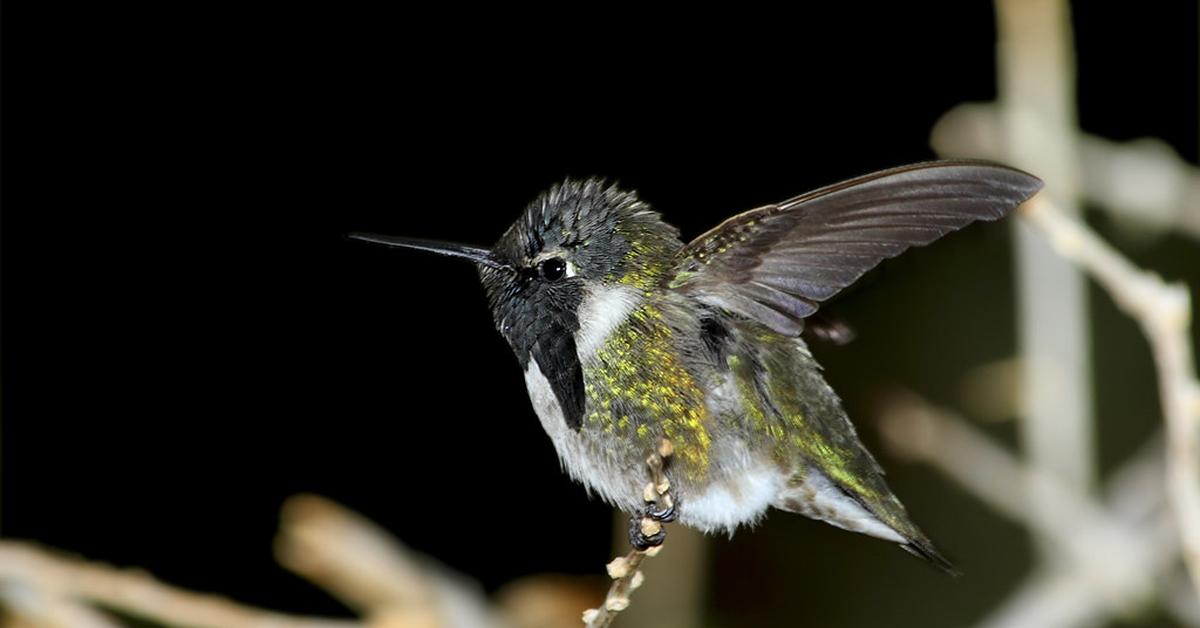 Visual of Costa’S Hummingbird, or Burung Kolibri Costa in Indonesian, showcasing its beauty.