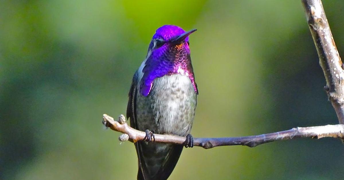 Glimpse of the Costa’S Hummingbird, known in the scientific community as Calypte costae.