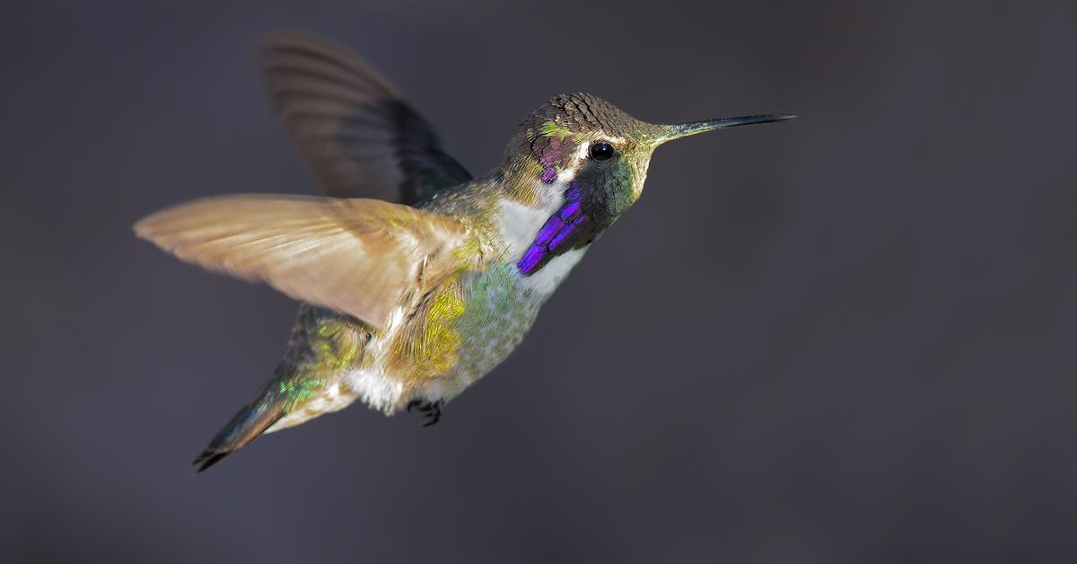 Natural elegance of the Costa’S Hummingbird, scientifically termed Calypte costae.