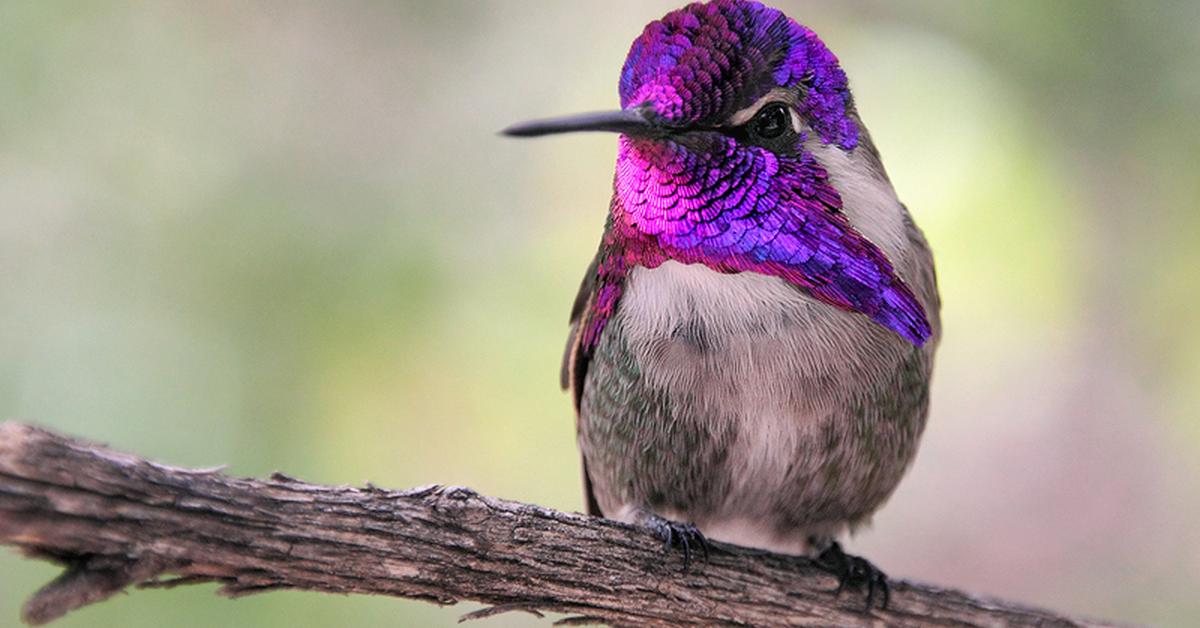 A beautiful representation of the Costa’S Hummingbird, scientifically Calypte costae.