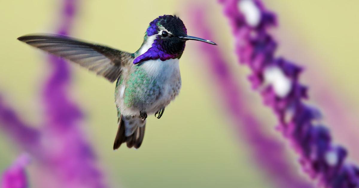 Portrait of a Costa’S Hummingbird, a creature known scientifically as Calypte costae.