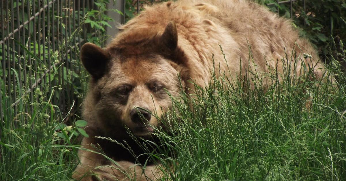 Splendid image of the Cinnamon Bear, with the scientific name U. a. cinnamomum.