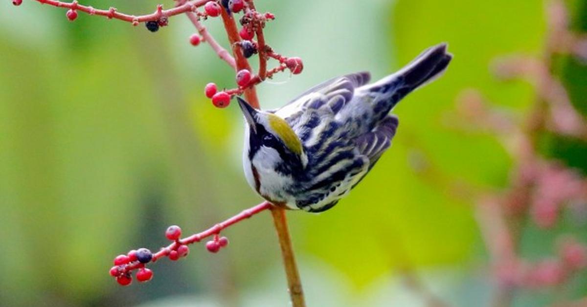 Insightful look at the Chestnut-Sided Warbler, known to Indonesians as Burung Kicau Dada Kastanye.