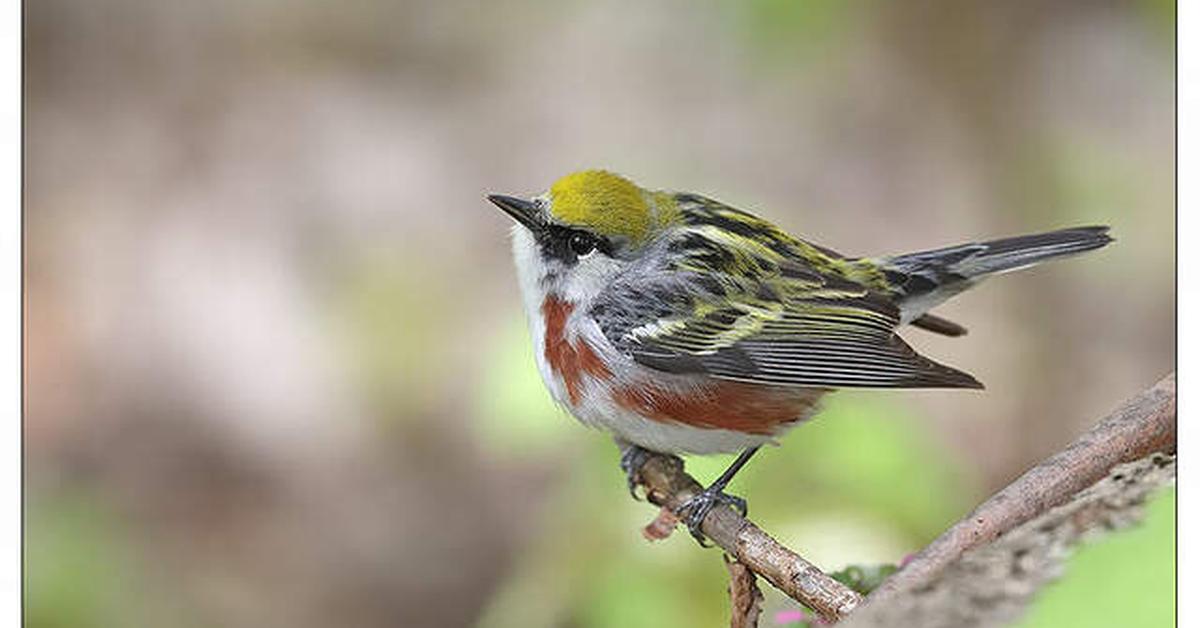 Iconic view of the Chestnut-Sided Warbler, or Setophaga Pensylvanica, in its habitat.