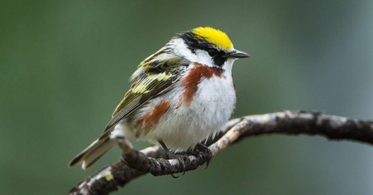 A look at the Chestnut-Sided Warbler, also recognized as Burung Kicau Dada Kastanye in Indonesian culture.