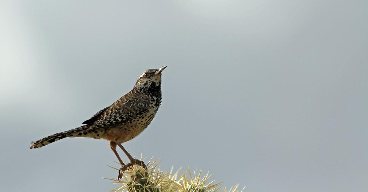 Stunning depiction of Cactus Wren, also referred to as Campylorhynchus Brunneicapillus.