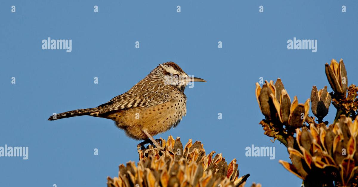 Unique portrayal of the Cactus Wren, also called Burung Cactus Wren in Bahasa Indonesia.