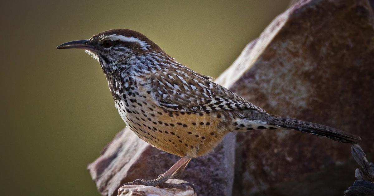 Captured moment of the Cactus Wren, in Indonesia known as Burung Cactus Wren.