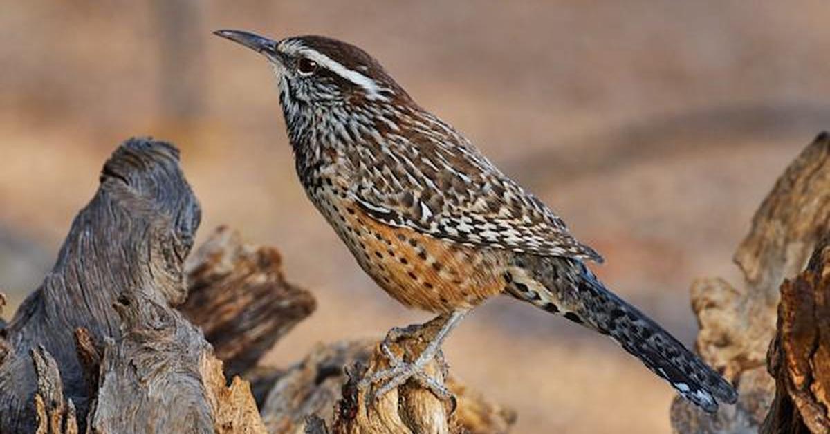 Captivating presence of the Cactus Wren, a species called Campylorhynchus Brunneicapillus.