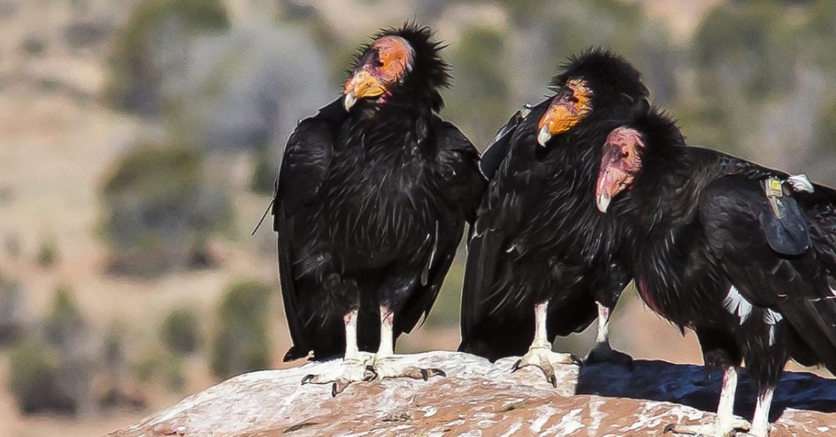 Captivating view of the California Condor, known in Bahasa Indonesia as Elang California.