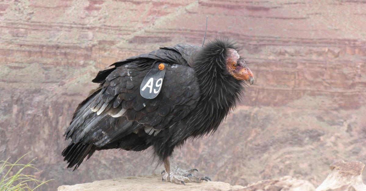 Elegant California Condor in its natural habitat, called Elang California in Indonesia.