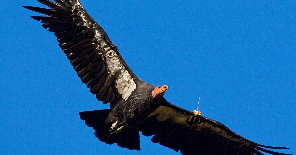 The California Condor, a species known as Gymnogyps californianu, in its natural splendor.